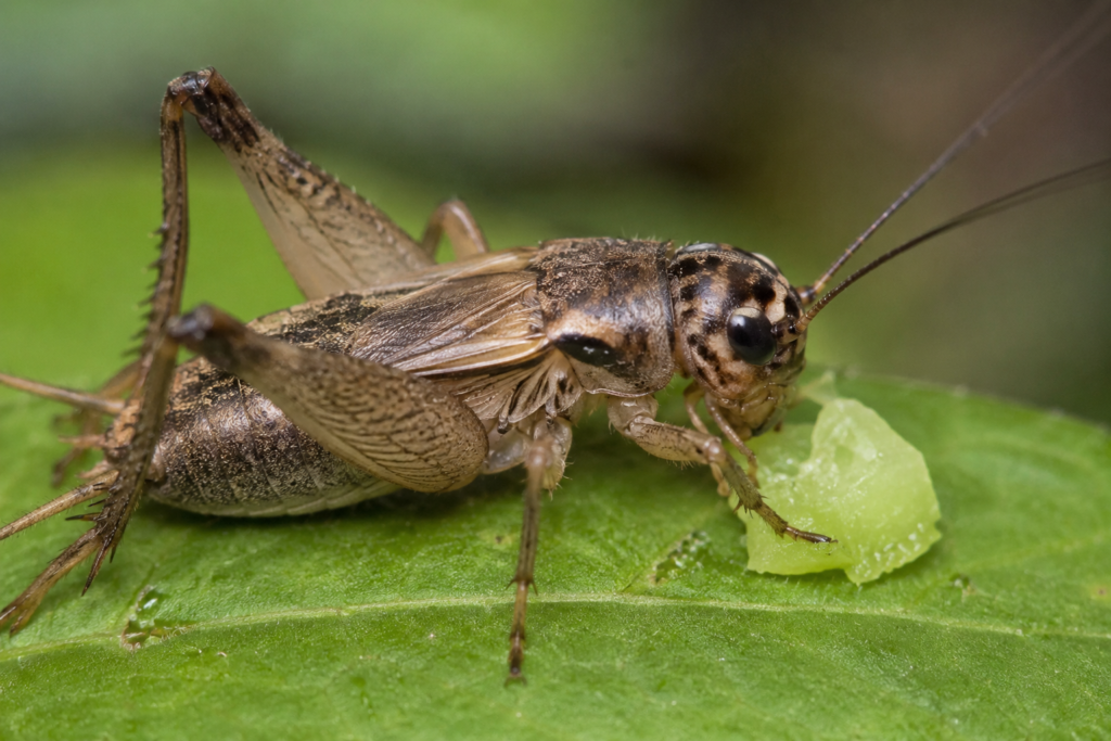 what do crickets eat "Close-up of a cricket eating a leaf, showing its natural feeding behavior"