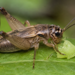 what do crickets eat "Close-up of a cricket eating a leaf, showing its natural feeding behavior"